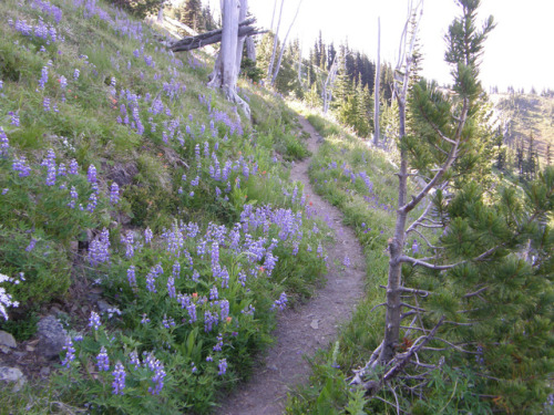 Crystal Peak upper trail with Beargrass etc. by bikejr