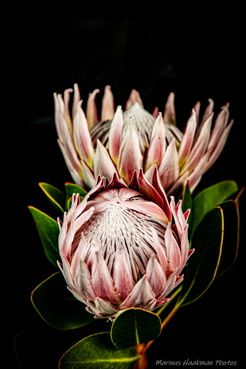 King Proteas... Image By Marinus Haakman Photos