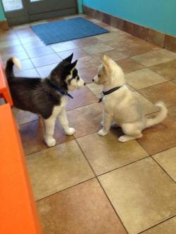 awwww-cute:  Two husky puppies meet for the first time at the vet’s office (Source: http://ift.tt/2sHkqkv)