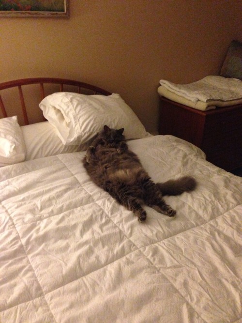 artnideas: Teddy likes my bed better than his .. Must be because he needs more pillows!