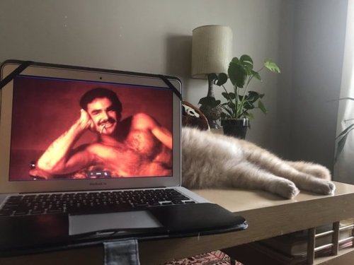 thingsfittingperfectly:The purrfect fit.