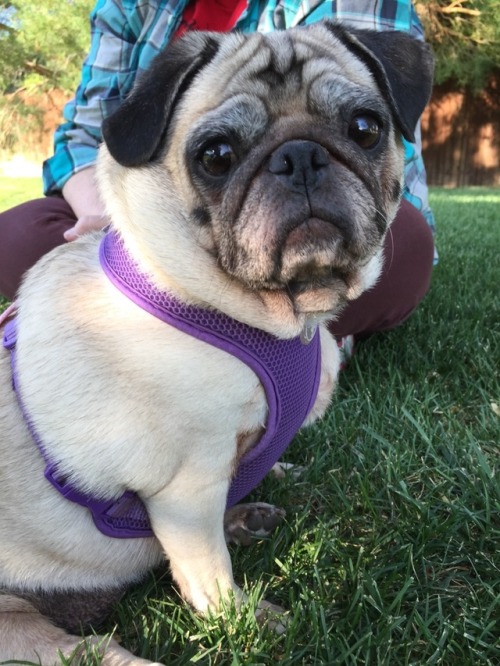 pugotheday: