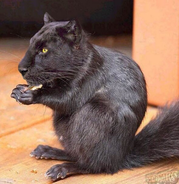 why-am-i-awake:  i-cant-decide-on-a-good-url:  omgbuglen:  Animals of a Parallel