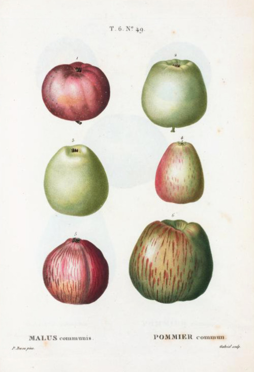 Pierre Joseph Redouté, types of apples, Malus communis, Pommier commun, 1801-19. From: Traité des ar