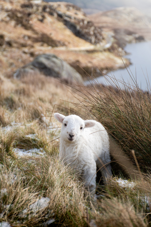 The smiliest little lamb high up in the welsh moutains.