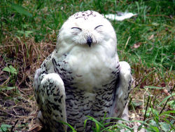 newmodelminority:  ex0skeletal:  end0skeletal:  Happy Owls!  Because everyone needs smiling owls in their life.  Love.