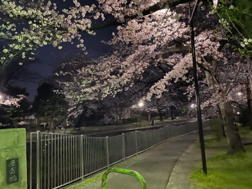 shoku-and-awe:Went for a (social distancing) run last night and checked out the sakura. It did me a 