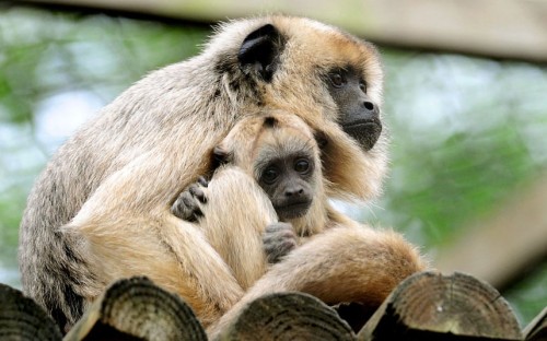 Twelve week-old black and gold howler monkey, Donatello with its mother Lottie at Twycross Zoo, Warwickshire. Donatello is the latest addition to Twycross Zoo’s large family group of howlers. .Picture: Rui Vieira/PA