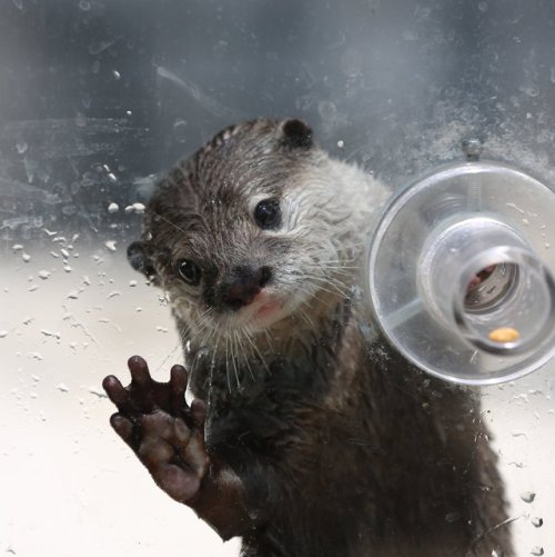 gusenico:https://twitter.com/otterbeginner/status/873414257114701824