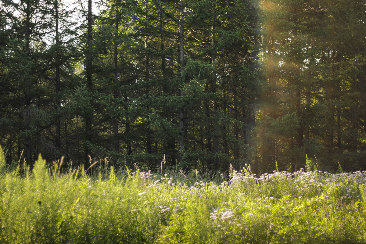 summerdiaryproject:     EXCLUSIVE      IN CONNECTICUT    with   ANDREA and FERNANDO