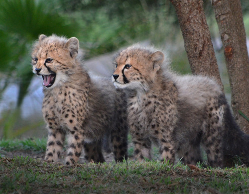 sdzsafaripark:Addison’s 6 fluff balls are melting hearts. Photos by Ion Moe