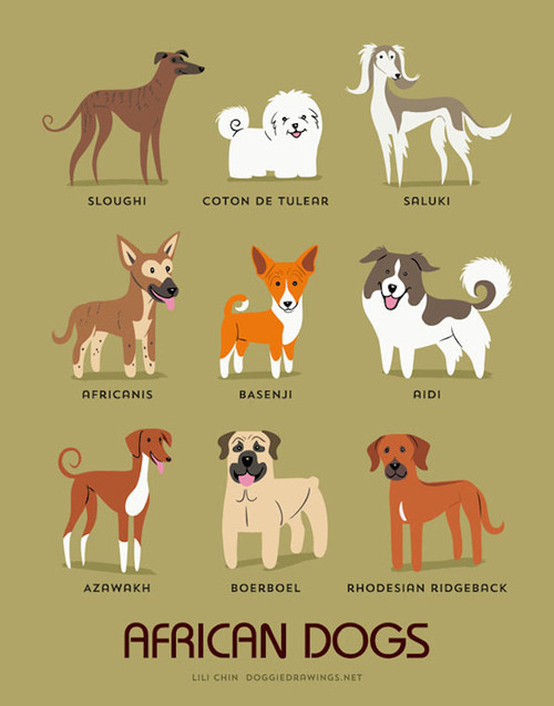 chilled out dog breeds
