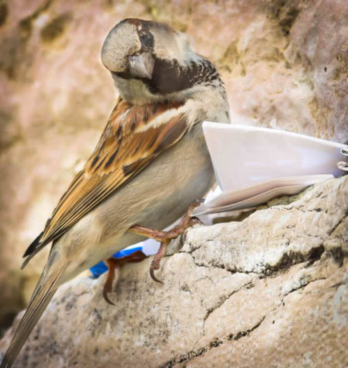 B”H “Air Mail pick up.”@The Kotel.