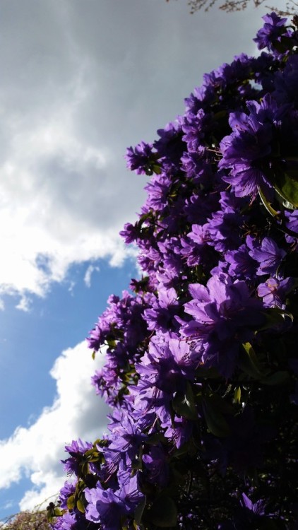 25 March 2016 - Purple Rhododendron