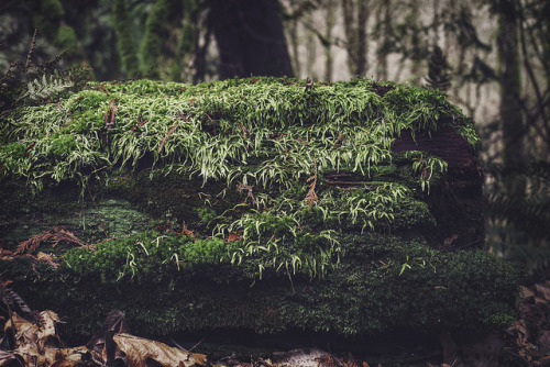 Mossy Log Detail by Englr on Flickr.