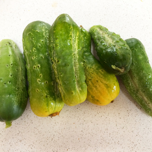 Grew my own pickles  #fermentation #pickles #lactofermentation #lacticbacteria #gardening #growingpi