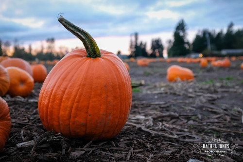 Corn Maze / Pumpkin Patch fall vibe photos by me!!! I’ll make a second post with photos of me taken 