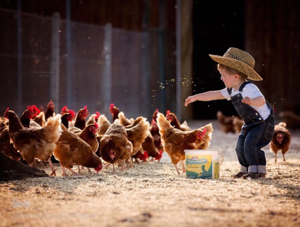 saloon-sweetheart:  Awww I love this!! My boyfriend has a chicken farm and I help