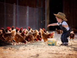 Saloon-Sweetheart:  Awww I Love This!! My Boyfriend Has A Chicken Farm And I Help