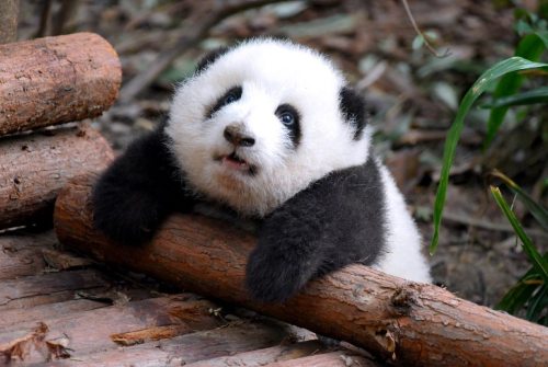 giantpandaphotos:He Hua at the Chengdu Research Base of Giant Panda Breeding.© Happy Panda.