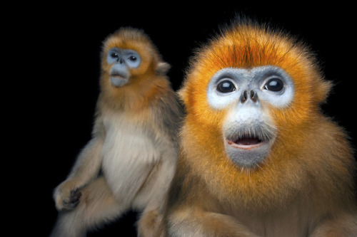 National Geographic photographer Joel Sartore has visited 40 countries and taken photos of close to 