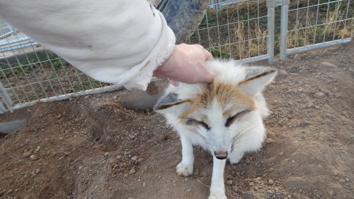 It’s been some time but I got to see the beloved Juno, the fluffy sweet foxy, her winter coat coming