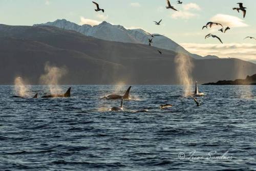 missmariemariana: Norwegian Orca Survey on facebook: “Killer whales are officially back to Skjervøy