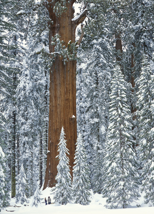 scottsbifh:  w–o–o–d–l–a–n–d:General Shermen, The biggest tree in the World   General Sherman is a giant sequoia tree located in the Giant Forest of Sequoia National Park in Tulare County, in the U.S. state of California. By volume, it is