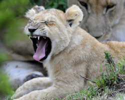 llbwwb:  TIRED CUB (by RayMorris1)