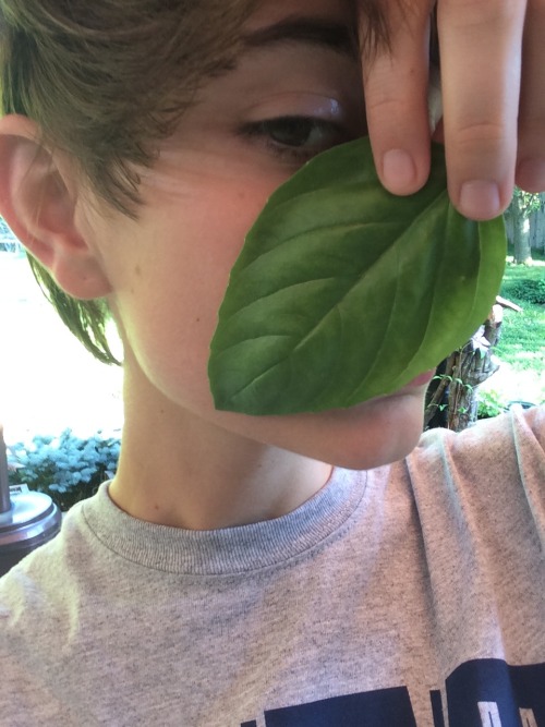 plantlette:  two leaf fans 