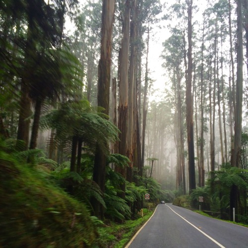 remewane: Black Spur, Victoria