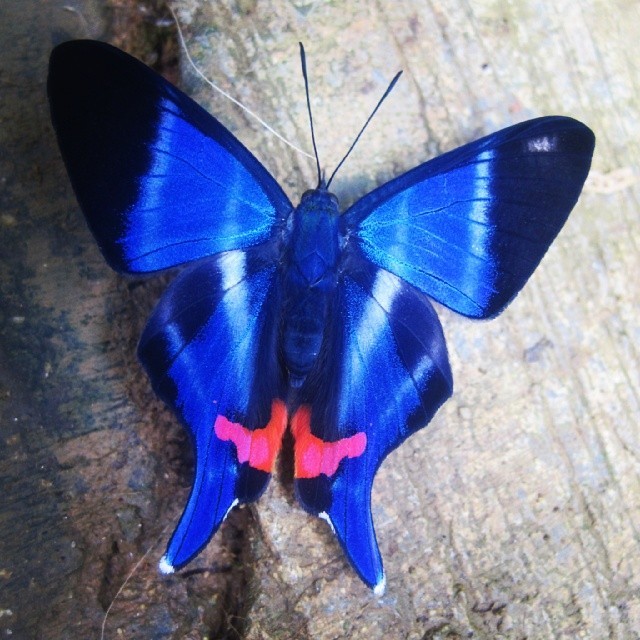 Ombe ombe que  #mariposa más hermosa&hellip; #butterfly