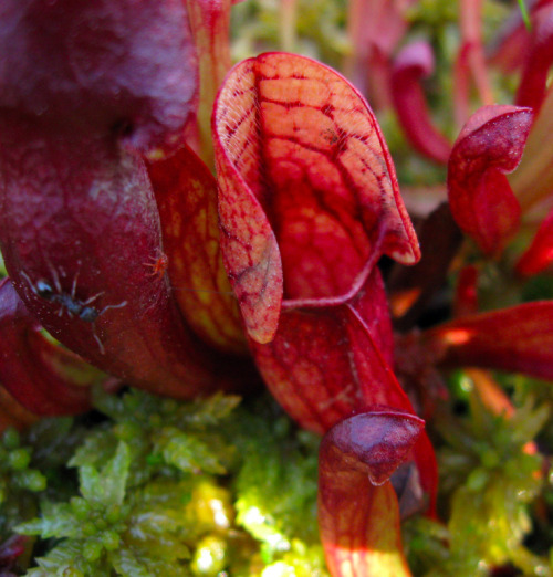 northeastnature:The purple pitcher plant (Sarracenia purpurea) eats bugs - the downward-pointing hai