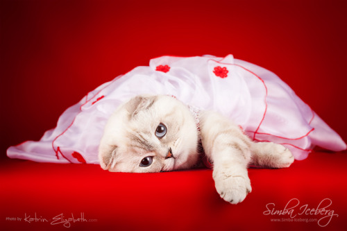 simba-iceberg:Let me introduce to you our lovely scottishfold chocolate silver lynx colorpoint gir