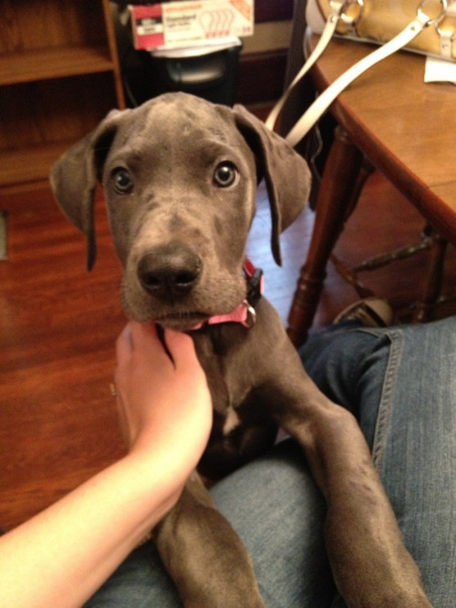 puppiesnkittens:  My nine week old Great Dane after coming inside after her first spring storm. She didn’t understand why she was all wet. http://bit.ly/1515Mpd 