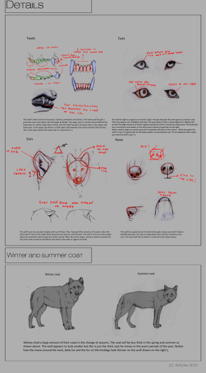 XXX dragonbow:  Wolf anatomy tutorial series photo