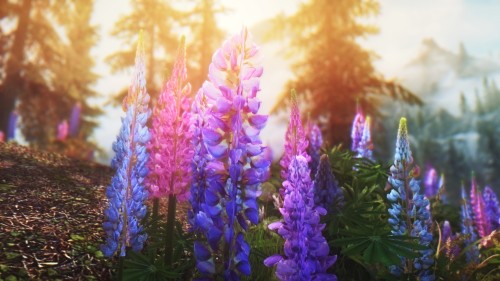 vinterskald:Lupines