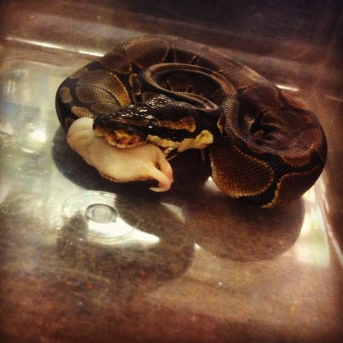makesyourskincrawl:  Dinner time for lil ball python  is it bad that i think this is really cool and will forever reblog