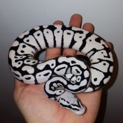 moiikoi: Some different variants of stromtrooper ball pythons, I just recently heard of them and I absolutely love them&lt;3. 101 ball pythons anyone? cred: JDConstriction 