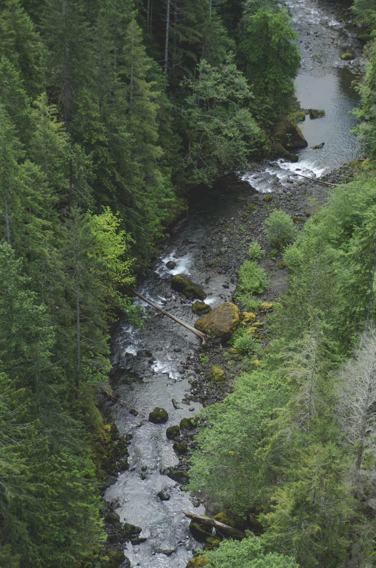 tumhblr:  millivedderphotography:  Vance Creek, Washington  nature / vintage