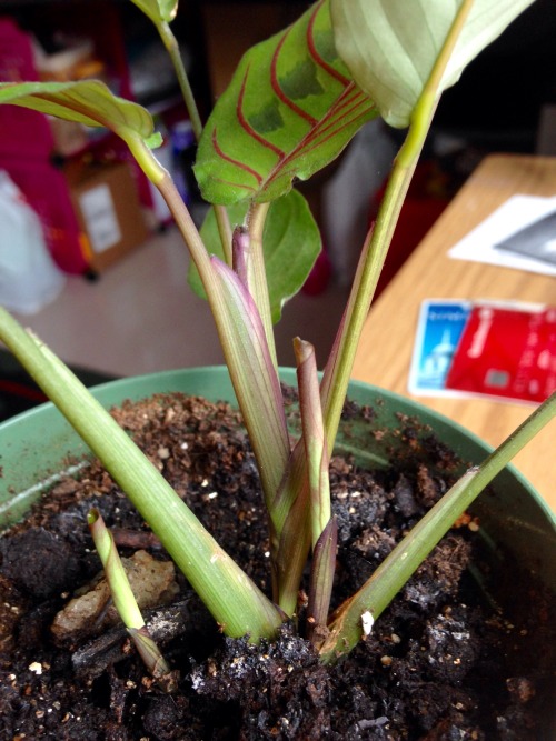 Today I look at my prayer plant and notice three new leaves growing! Can’t wait until they unf