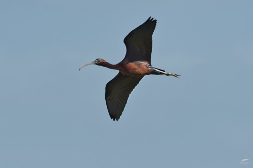 blogbirdfeather: Glossy Ibis - Íbis-preto (Plegadis falcinellus) Vila Franca de Xira/Portugal
