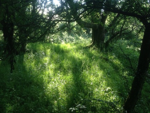 studiointhewoods:Magickal walk through the woods and up to the Grove this evening for some spiritual