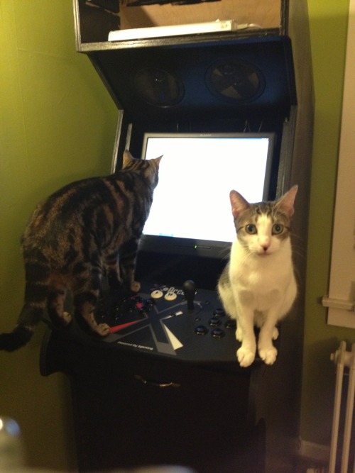 Arcade kitties.They are playing Contra.They are super good at it.