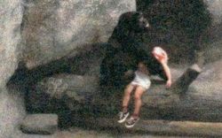 egobirth:  congenitaldisease:  On 16 August, 1996, a 3-year-old boy fell 18 ft into the gorilla enclosure at Brookfield Zoo and was knocked out. Unconscious, with a broken hand, and a gash to his face, visitors began to scream as they thought the boy
