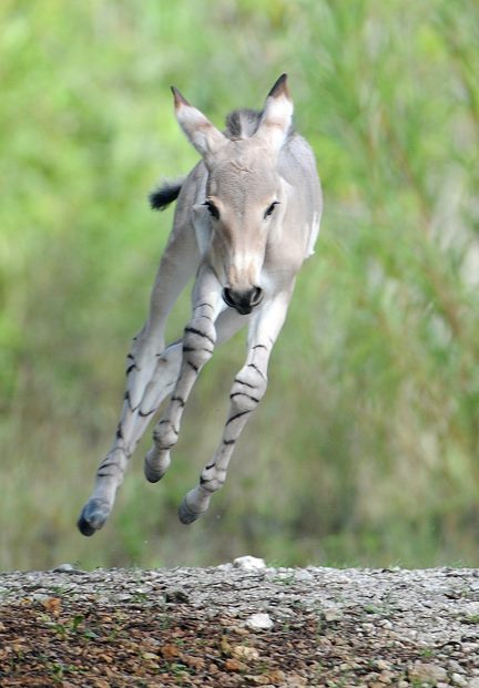 mylittlehony:Somali wild ass foal, Hani, foaled at Miami Zoo, 9 August 2012. Photos © Ron Magill. So