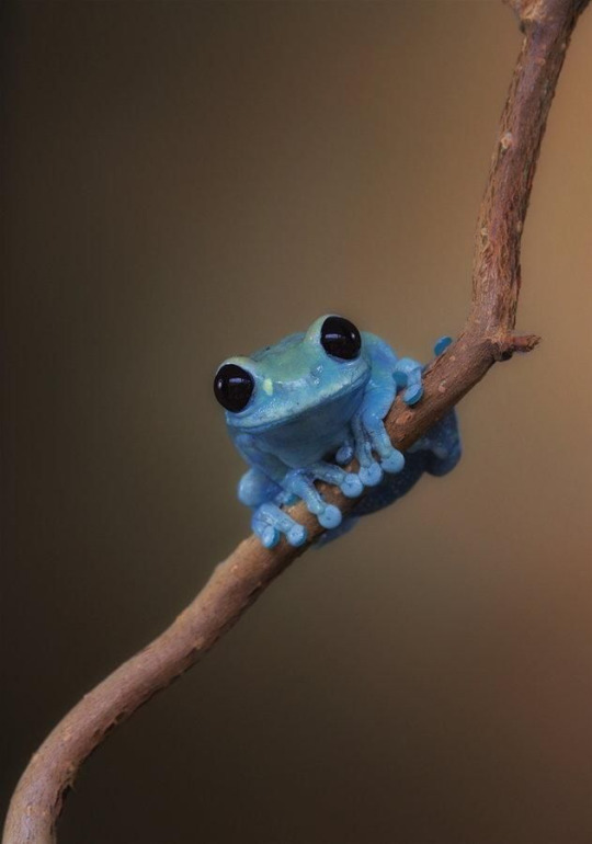 AmRev Historic Figures as frogs/toads