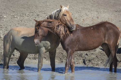 Two members of a wild horse clan in Sand Wash Basin Colorado, show their affection for one another