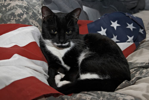 Kitty Patriot Chandler Photography
