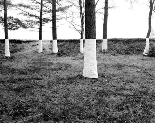 www.zanderolsen.com/Tree_Line.html